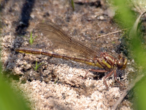 Male, teneral
2007_04_28_Telfair